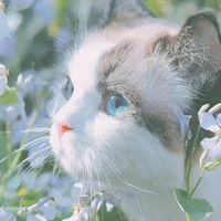 Agnes