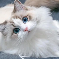 Bella
