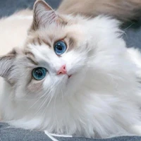Bella