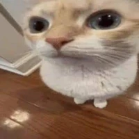 all có mặt ở đó