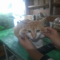 all nhân vật 