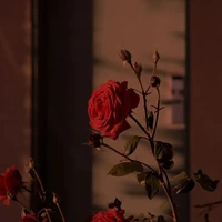 _𝙰𝚒 đ𝚘́?_
