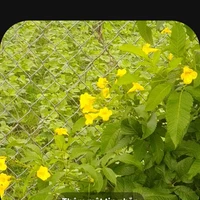 Tác giả mê otp:)