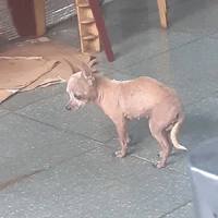 Tác giả ngòu lòi