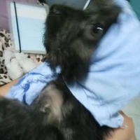 Ác quỷ phi phai đây