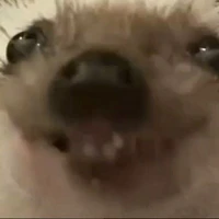 Mwipp.[ThủQuỹ]_Gái
