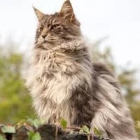 mèo