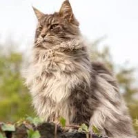 mèo
