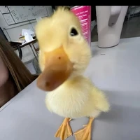 Nhỏ viết truyện