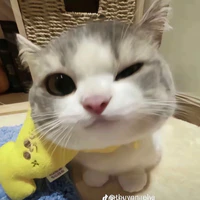 bé mèo tên jiro
