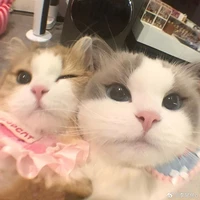 @𝐢𝐚𝐦𝐦𝐞𝐨.