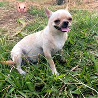 nicky (con chó)