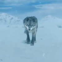 sói