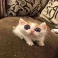 1 số bạn nữ nào đó
