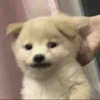 T/giả lười nhất vũ trụ