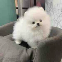 Tiểu Tiểu