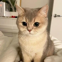 Mèo Cam 