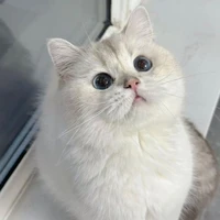 Tuyết