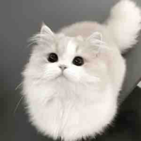 Meo~
