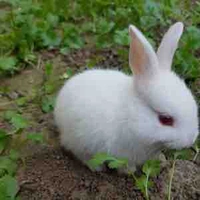 Hệ Thống O9_ Nhan Bạch