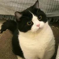 bơ🐾