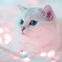 Lily