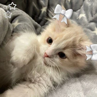 T/g là con meow🎀