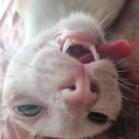 tác giả 😿🤫😺🙄😍😺😇🥰😍😏😺