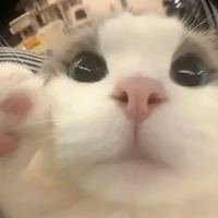 Tgia_Dq
