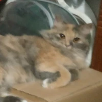 lia(mèo cưng của tama )