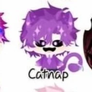 Hiha catnap