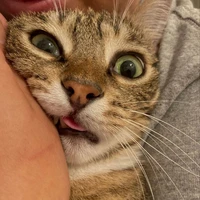 Vạn Vật Thua Tao ಠ⁠ω⁠ಠ