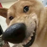 Tác giả siu đzaii
