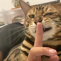 tổng tài của các nàng