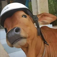 bò