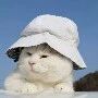 Vé số đê - Tác Giả