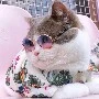Giựt Vé Số