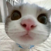 mèo cute