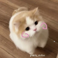 phô mai cte 🦦