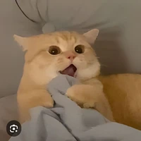 má tác giả mê bl