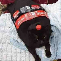 Nguyện ch*t vì Hachikawaa#t/g#