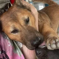 gâu gâu tác giả:>