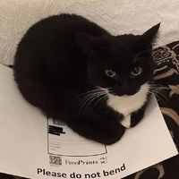 con meow to đùng