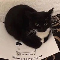con meow to đùng