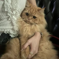 Tác giả🐱