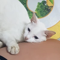 nhỏ tác giả