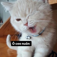 Tác Giả
