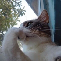 Nô lệ da trắng.