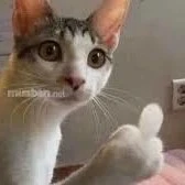 t/g hài hước đến chap cuối! 