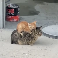 Mấy đứa con của Divel